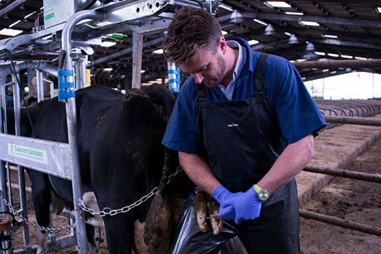 Farm Animal Services | Farm Animal Health & Welfare