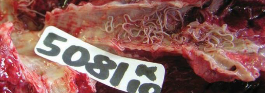 Lungworm in Cattle